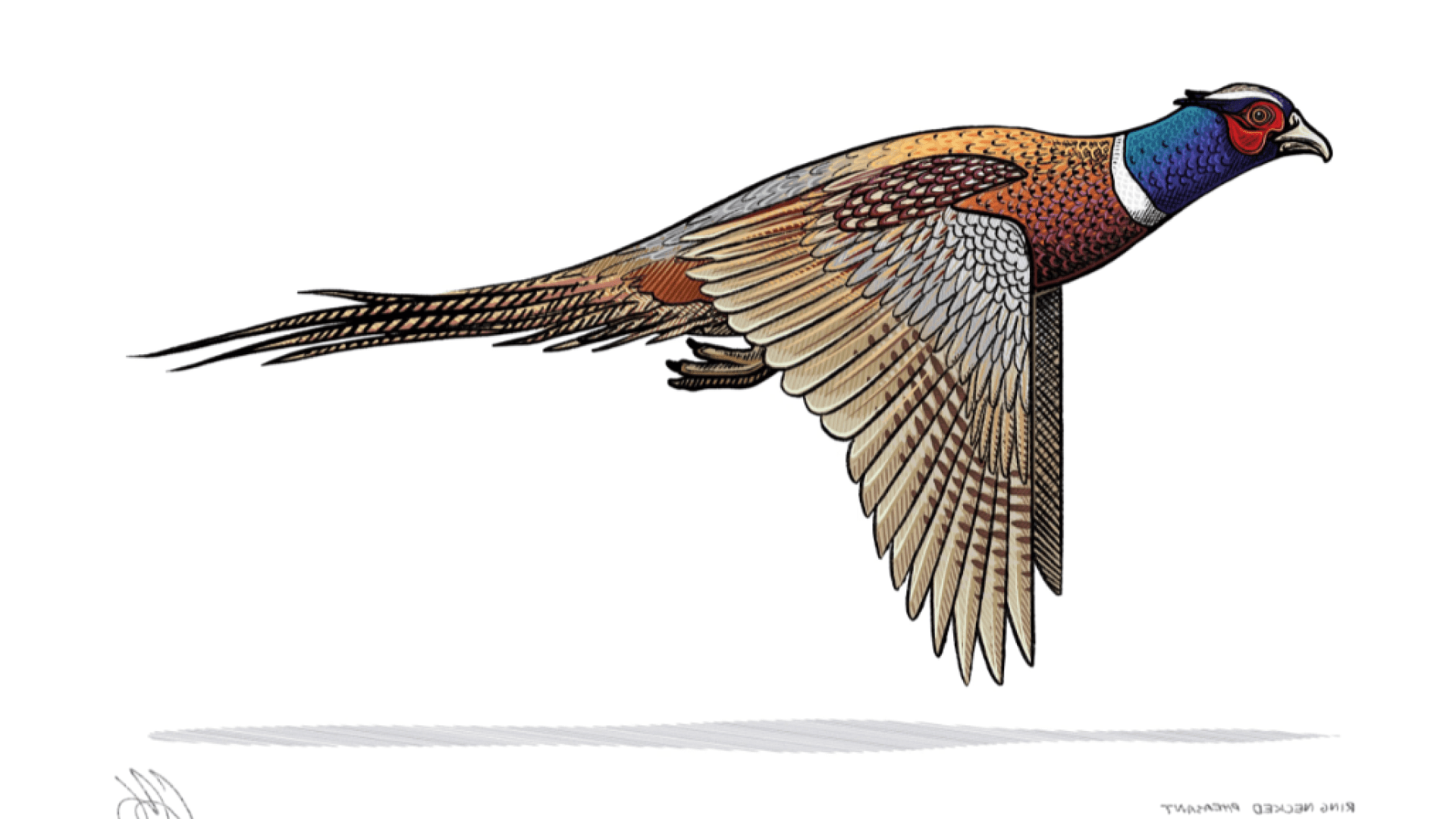 Illustration of a ringneck pheasant flying.